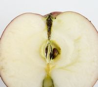 Purpurella æble
